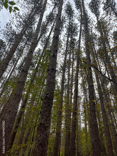 trees in the forest