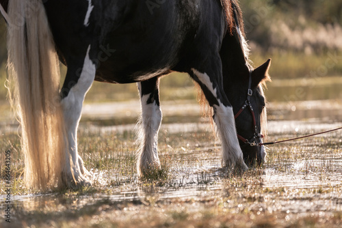 Irish cob gypsy vänner horse photo