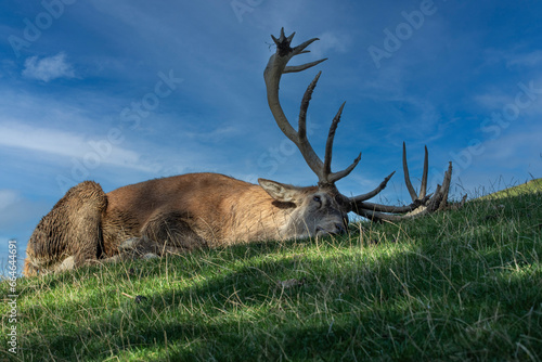Schlafender Hirsch nach der Brunft