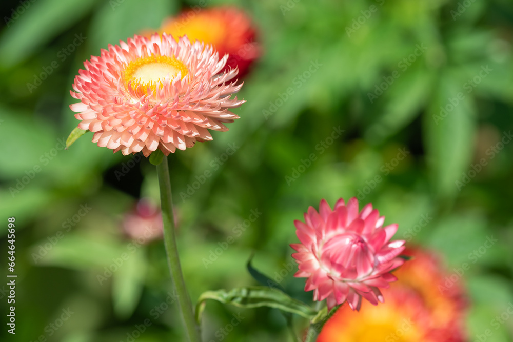 Close up of a pink strawflower (xerochrysum bracteatum) in bloom Close up of a pink strawflower (xerochrysum bracteatum) in bloom