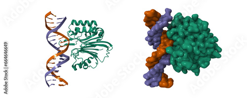 LINE-1 endonuclease domain complex with DNA. 3D cartoon and Gaussian surface models, PDB 7n94, chain id color scheme photo