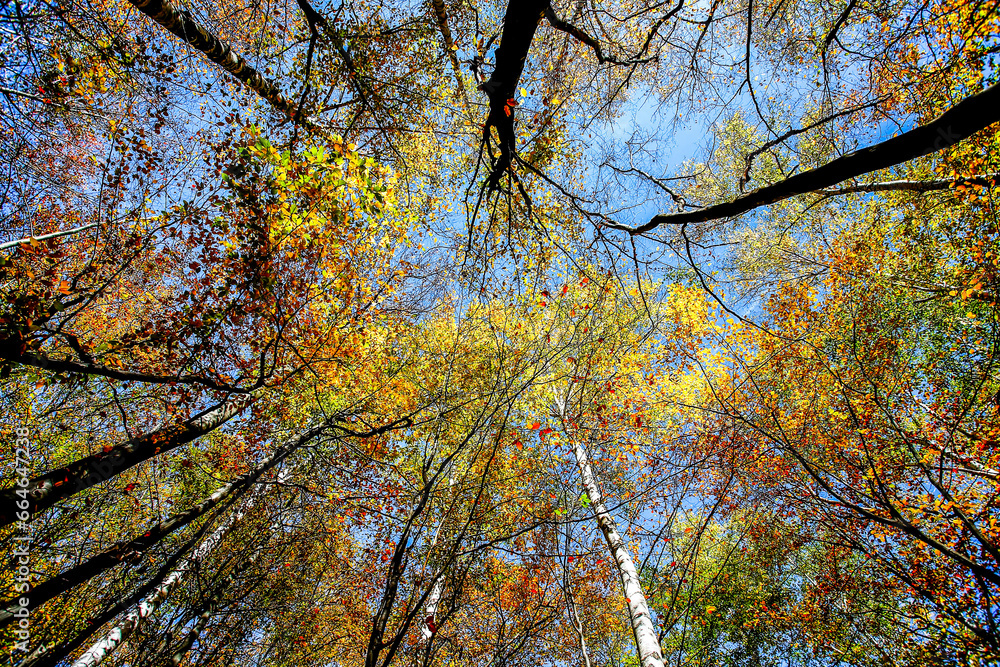 Colorful autumn trees. HDR Image (High Dynamic Range). Colorful autumn trees. HDR Image (High Dynamic Range).