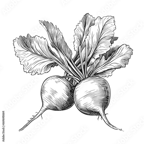 Hand Drawn Sketch Beetroot Illustration

