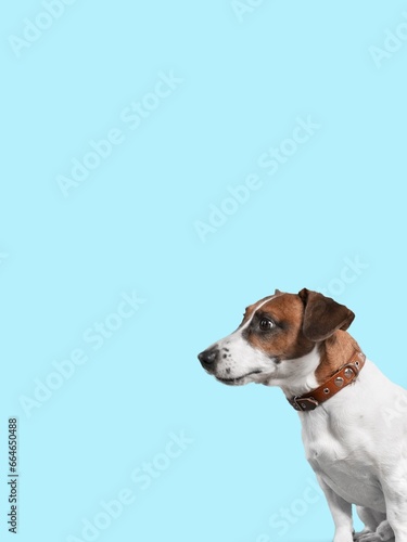 Portrait funny puppy dog on pastel background