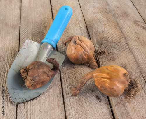 Colchicum bulbs and small garden shovel