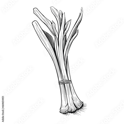 Hand Drawn Sketch Leek Illustration
