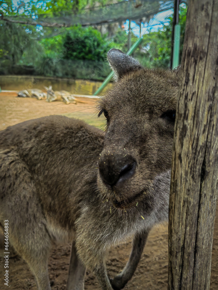 Naklejka premium kangaroo and baby