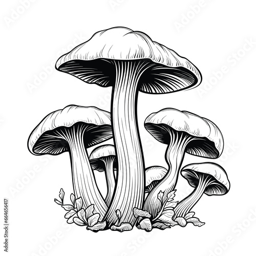 Hand Drawn Sketch Mushroom Illustration
