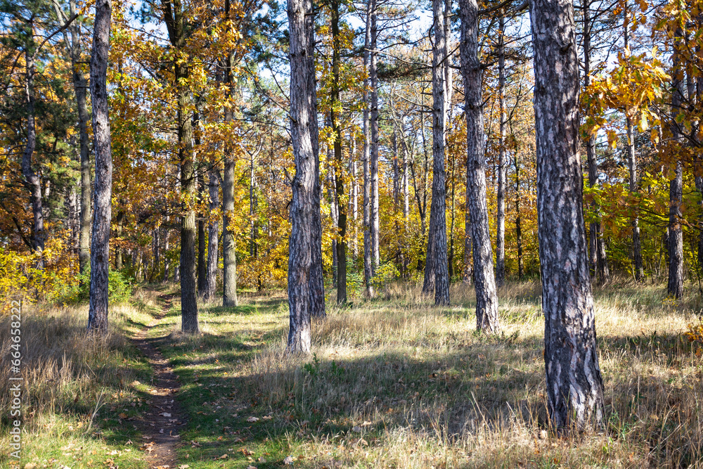 Obraz premium Sun rays through pine forest at Odessa. Selective focus