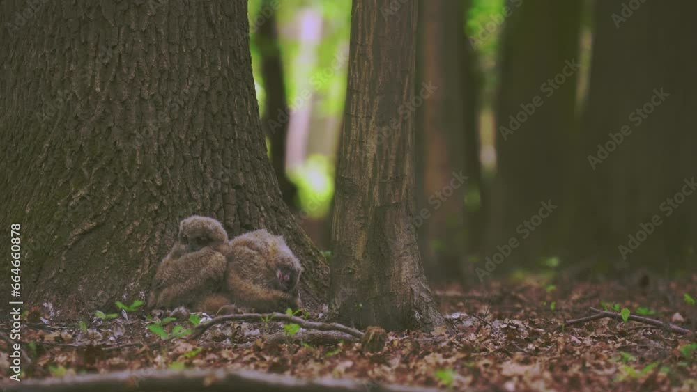 Beautiful young uhu owls in spring in the forest at the base of a tree Bubo Bubo Beautiful young uhu owls in spring in the forest at the base of a tree Bubo Bubo