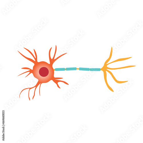 Neuron communication anatomy. Neuron structure diagram. Vector illustration.