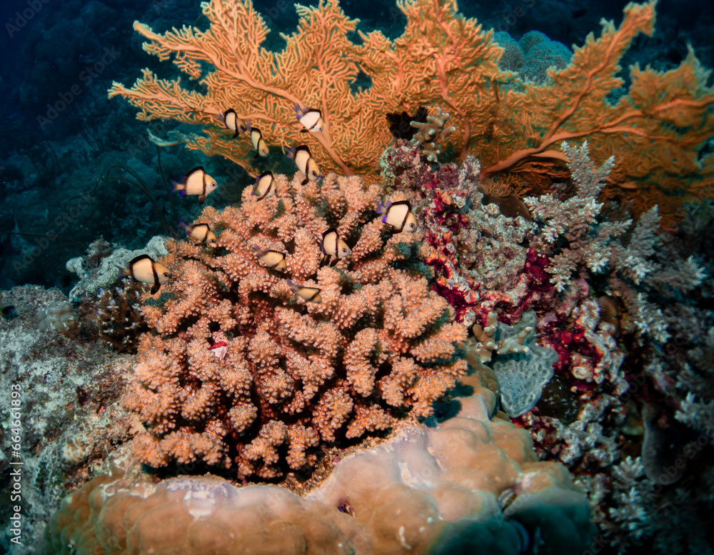 Fototapeta premium Coral Reef