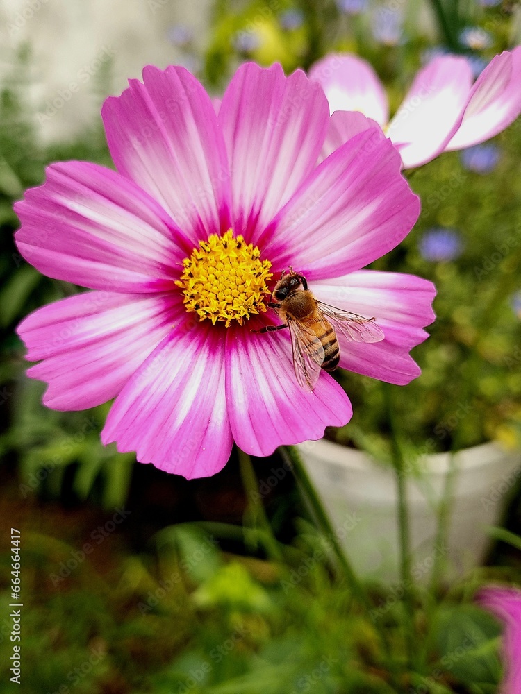 Obraz premium Beautyful cosmo flower in spring time