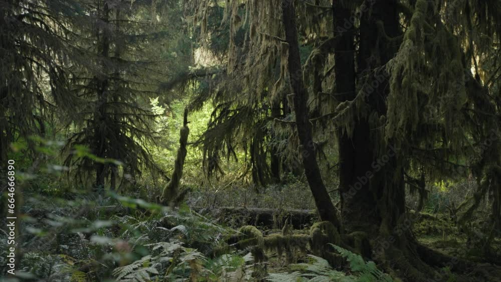 Trees Overgrown by Moss and Bushes in Hoh Rain Forest in Olympic National Park, Washington, United States Trees Overgrown by Moss and Bushes in Hoh Rain Forest in Olympic National Park, Washington, United States