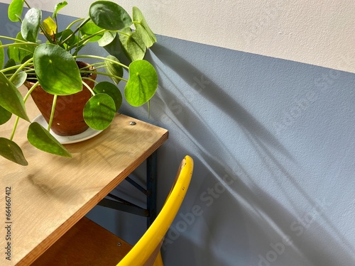 plant on table in room half white half blue scandi industrial style photo