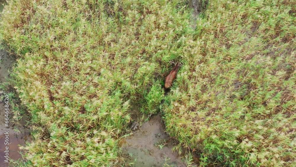Roe deer (Cer Elaphus) walking in the reeds in the marsh aerial view Roe deer (Cer Elaphus) walking in the reeds in the marsh aerial view