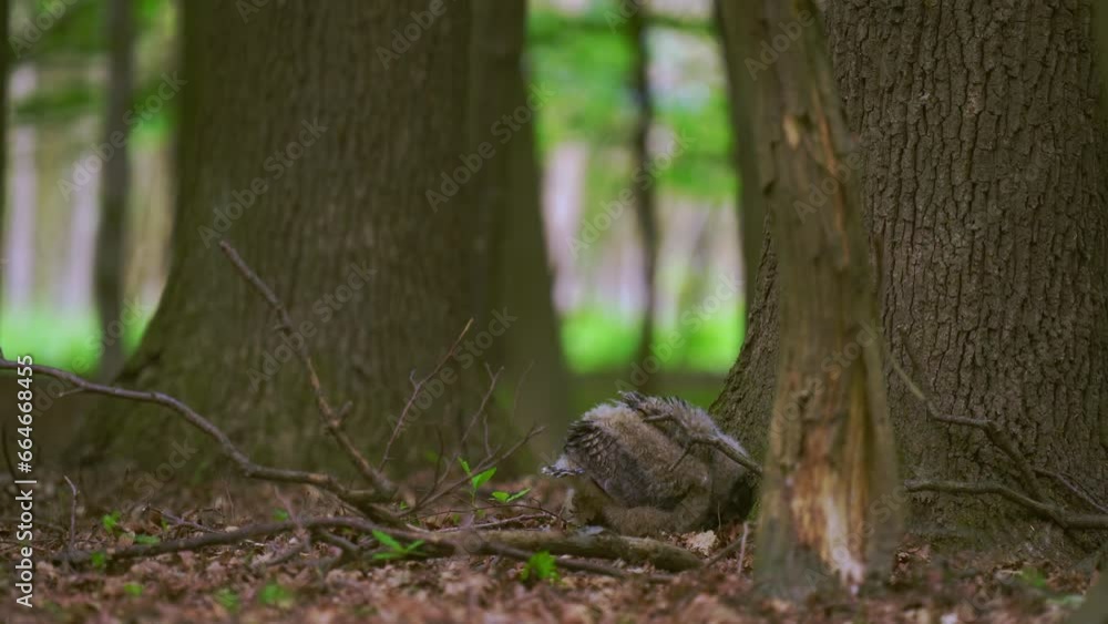 Eagle owl (Bubo bubo) chicks at the base of a tree in the spring forest Eagle owl (Bubo bubo) chicks at the base of a tree in the spring forest