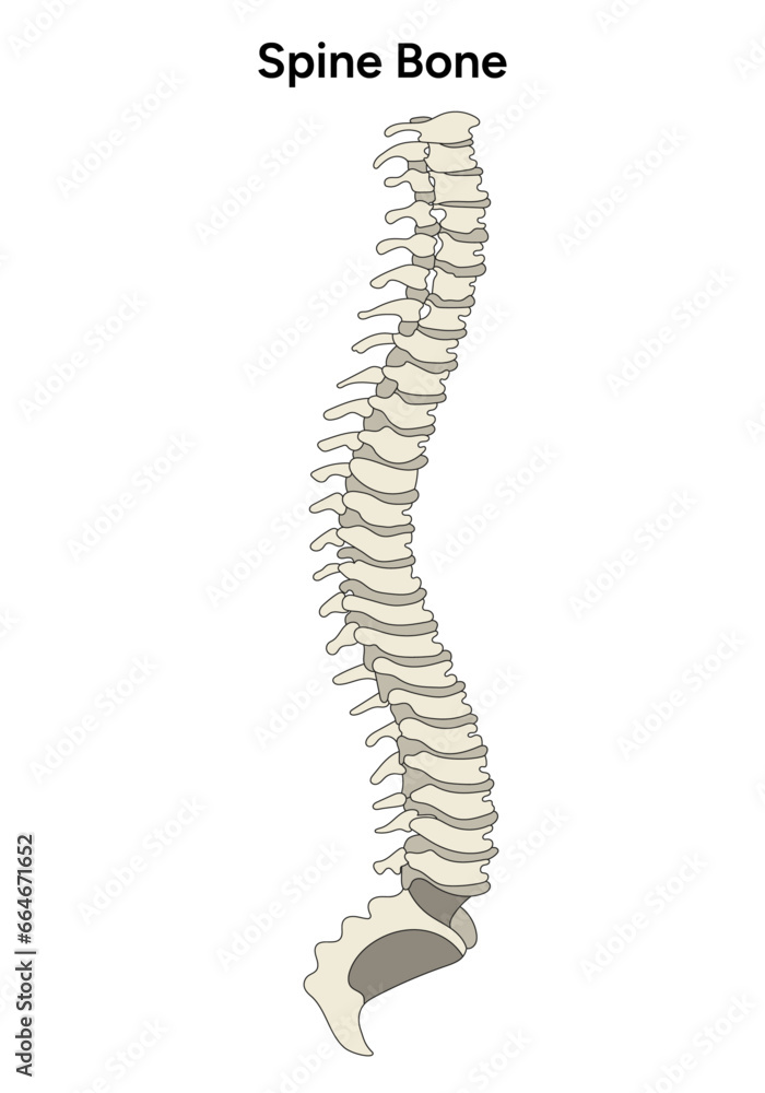 Whole spinal anatomy illustration in vector Whole spinal anatomy illustration in vector