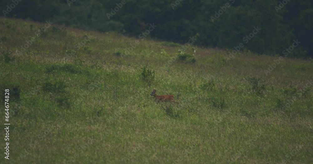 Roe Deer Running On FieldCapreolus Capreolus European Roe Slow Motion Image