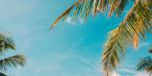 blue sky and palm trees view from below vintage style tropical beach and summer background t