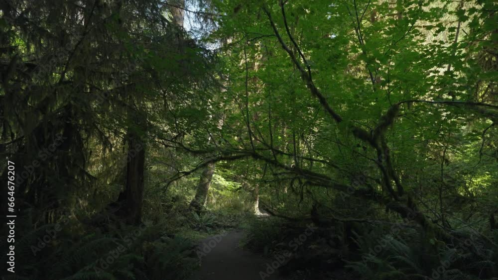 Trees Overgrown by Moss and Bushes in Hoh Rain Forest in Olympic National Park, Washington, United States Trees Overgrown by Moss and Bushes in Hoh Rain Forest in Olympic National Park, Washington, United States