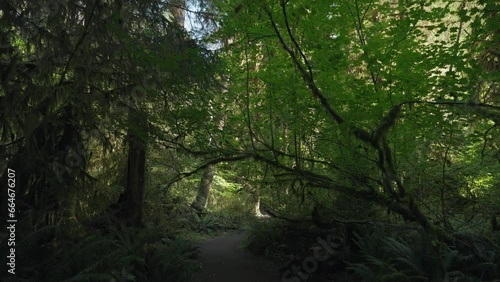 Wallpaper Mural Trees Overgrown by Moss and Bushes in Hoh Rain Forest in Olympic National Park, Washington, United States Torontodigital.ca