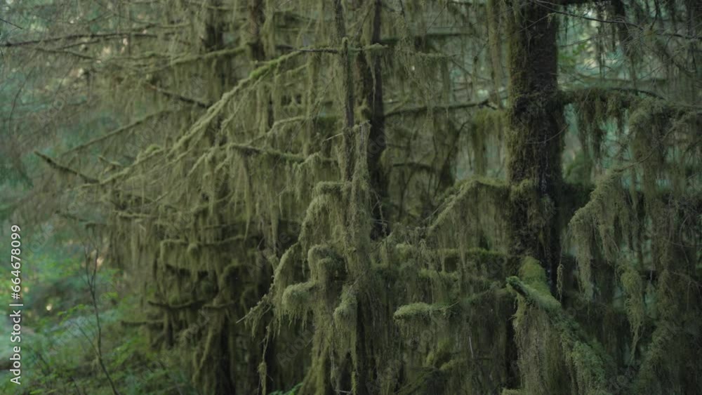 Trees Overgrown by Moss and Bushes in Hoh Rain Forest in Olympic National Park, Washington, United States Trees Overgrown by Moss and Bushes in Hoh Rain Forest in Olympic National Park, Washington, United States