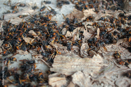 asian hornets nest destroyed