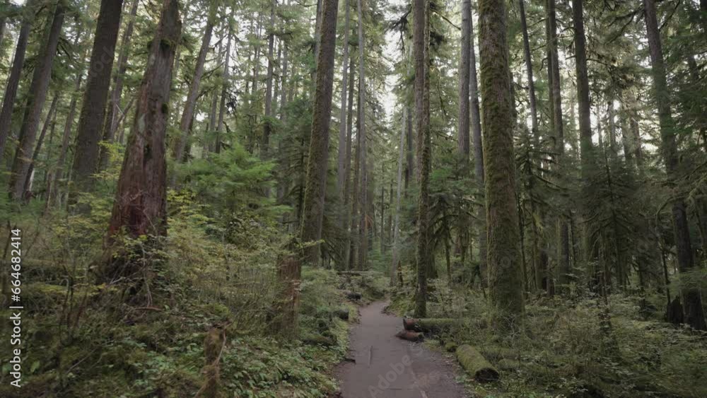 Ancient Groves Nature Trail Hike Through an Old-Growth, Lush, Mossy Rain Forest in Olympic National Park, Washington, United States Ancient Groves Nature Trail Hike Through an Old-Growth, Lush, Mossy Rain Forest in Olympic National Park, Washington, United States