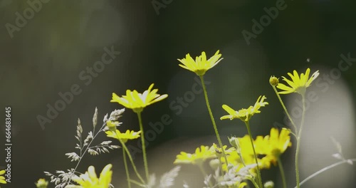 Beautiful wildflower Doronicum hungaricum photo