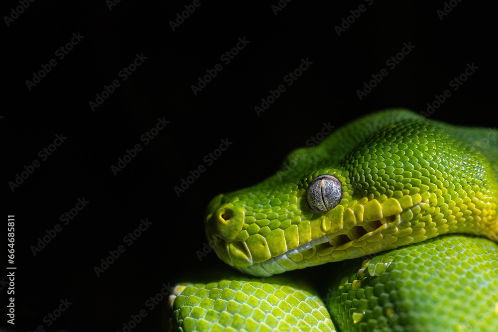 Detail of a green python snake. Detail of a green python snake.