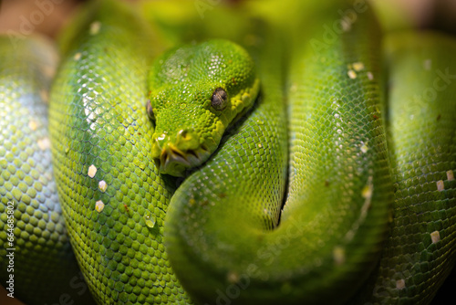 Detail of a green python snake.