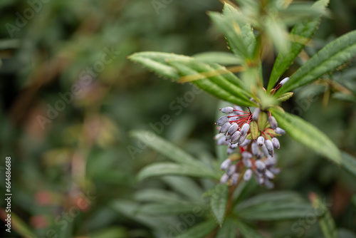 Blue fruits of an ornamental shrub with thorns.