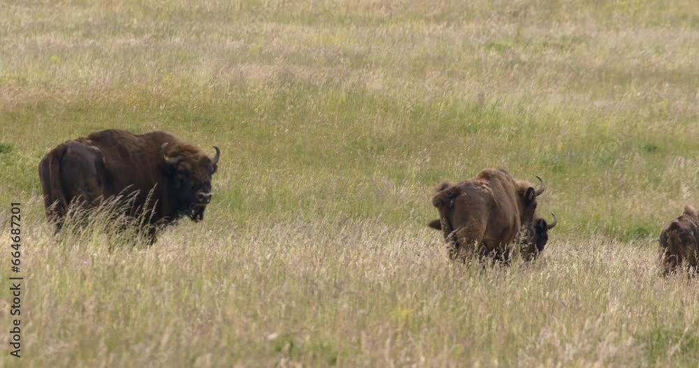 Captive European BisonBison Bonasus Herd. Slow Motion Image Captive European BisonBison Bonasus Herd. Slow Motion Image