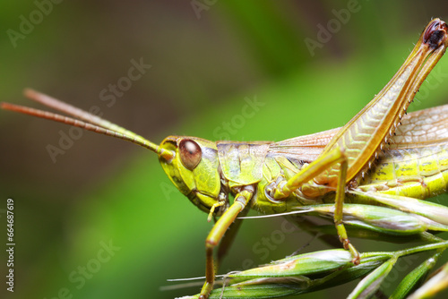 Side view of a green grasshopper sitting on an ear of grain. Its portrait with its head, antennae, legs and part of his abdomen visible.