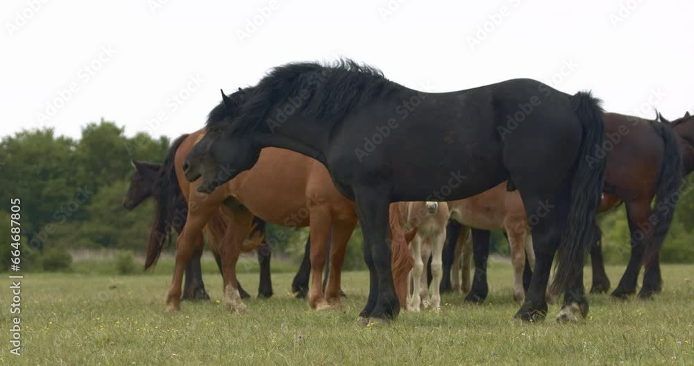 Murakozi horses with their foals in the summer sun on a pasture slow-motion shot Murakozi horses with their foals in the summer sun on a pasture slow-motion shot