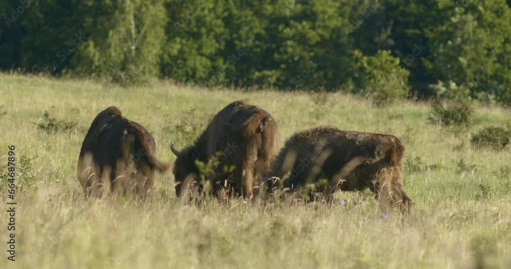 European Bison Bonasus Head Grazing Buffalo Eating Wildlife European Bison Bonasus Head Grazing Buffalo Eating Wildlife