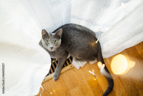 Canvas Print Cute Russian Blue purebred cat relaxing in living room on Christmas day