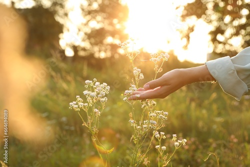 Fototapeta Naklejka Na Ścianę i Meble -  Woman walking through meadow and touching beautiful white flowers at sunset, closeup