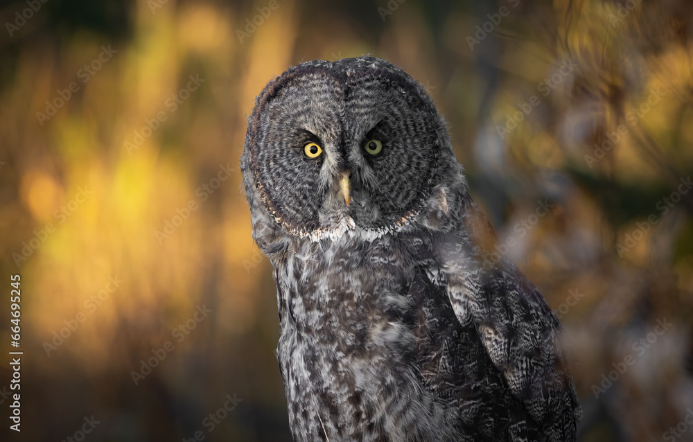 Fototapeta premium A Great Grey Owl in Canada 