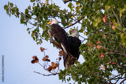 Bald Eagle Pair at White Rock Lake. Dallas, Texas.