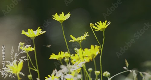 Beautiful wildflower Doronicum hungaricum photo