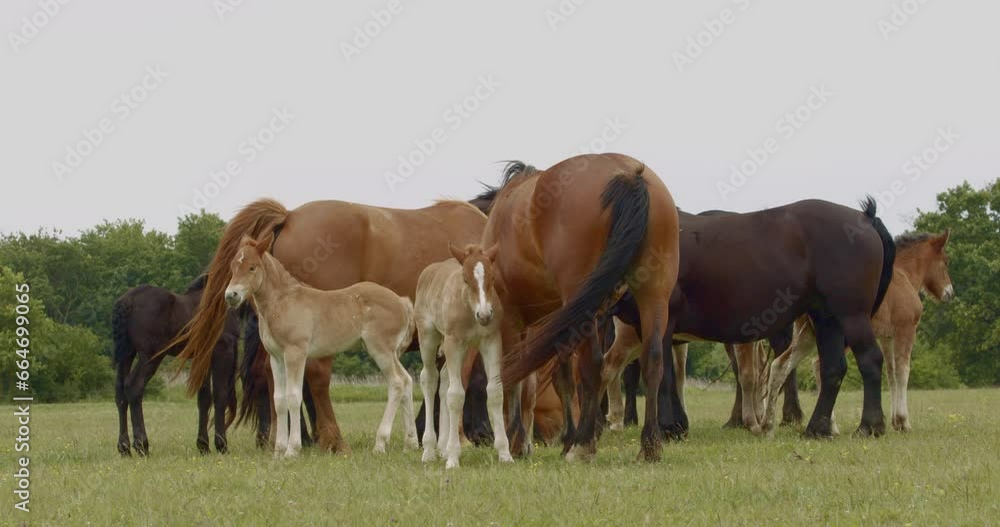 Murakozi horses grazing in the meadow with their foals Slow Motion Image Murakozi horses grazing in the meadow with their foals Slow Motion Image