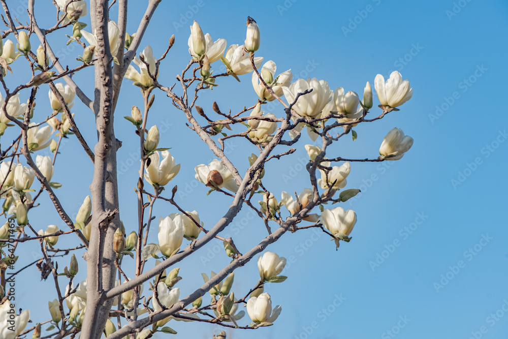 Magnolia blooms in spring, with white and red flowers Magnolia blooms in spring, with white and red flowers