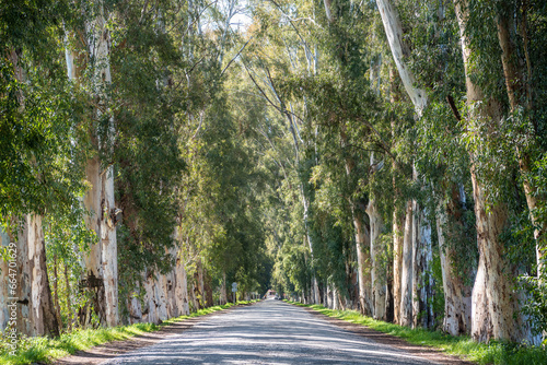 Road lined with eucalyptus trees in Gokova, Mugla, Turkey. The narrow road used to connect the highway to Marmaris resort town and was single lane regulated by traffic lights in 2000s.