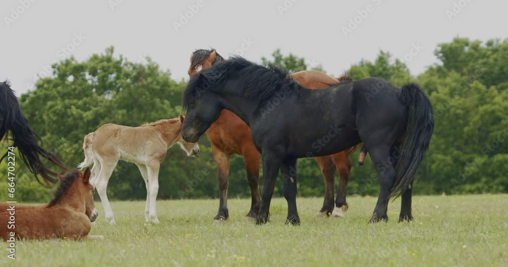 Murakozi horses with their foals in the summer sun on a pasture slow-motion shot Murakozi horses with their foals in the summer sun on a pasture slow-motion shot