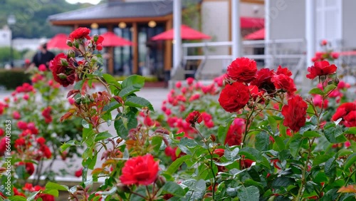 Wallpaper Mural 公園に咲くバラの花 Torontodigital.ca