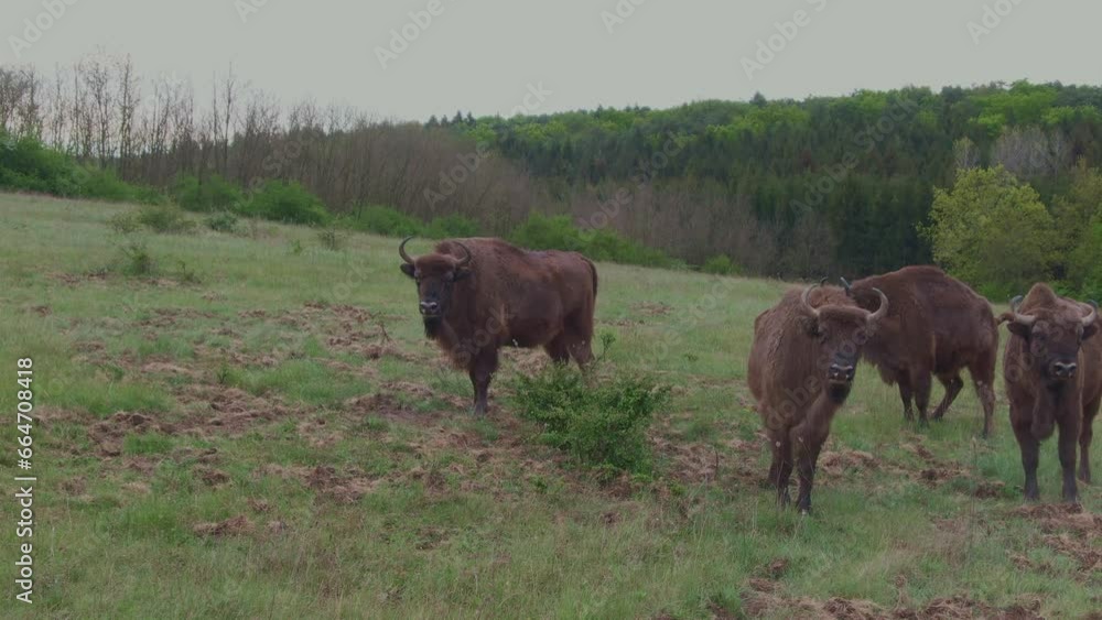 Close-up of European bison in the field Close-up of European bison in the field
