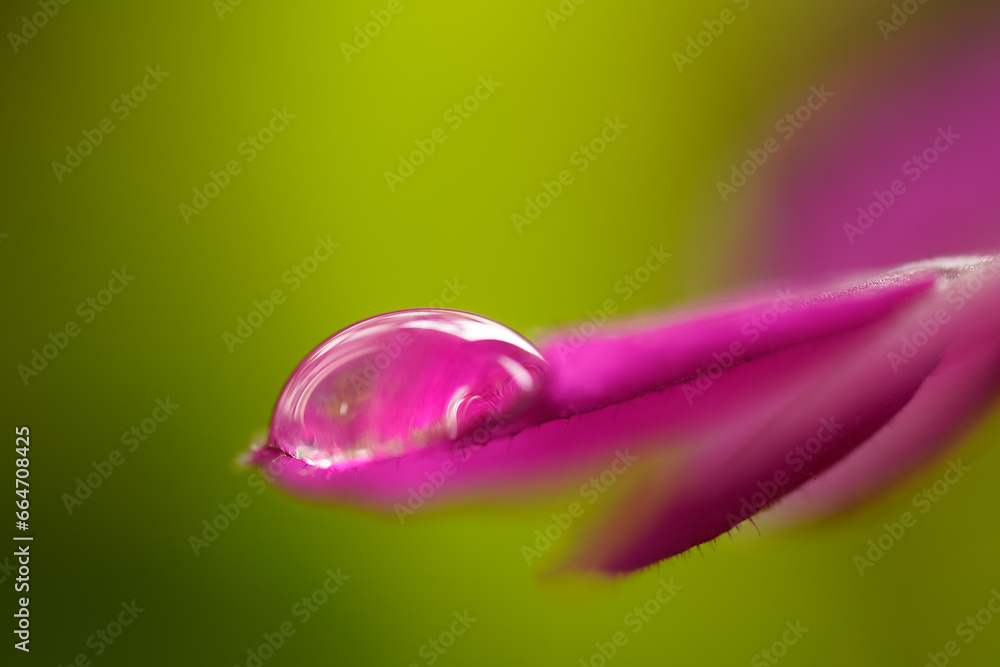 close up of a water drop on flower petal on a green background close up of a water drop on flower petal on a green background