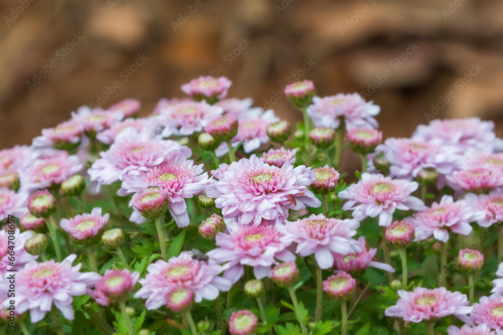 Pink chrysanthemums blooming in the flower garden. Pink chrysanthemums blooming in the flower garden.